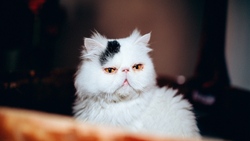 Cute White Cat Photo