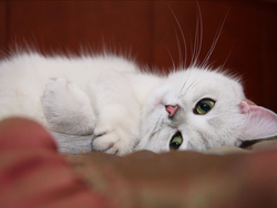 Cute White Cat Sleeping