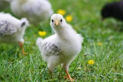 Cute White Chicken Baby 4K Image