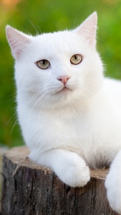 Cute White Kitty