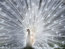 Cute White Peacock Feather