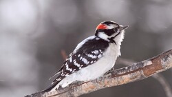Cute Woodpecker Bird