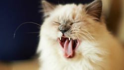 Cute Yawn by Cat