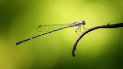 Damselflies Insect 8K Wallpaper