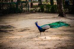 Dancing Peacock HD Image