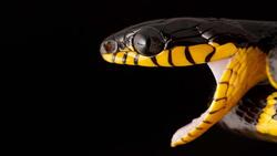 Dangerous Snake Image
