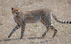 Daring Cheetah Wallpaper Download