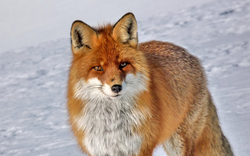 Daring Fox in Snowy Weather