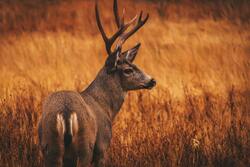 Deer 4K Pic Download