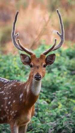 Deer Animal Mobile Photo