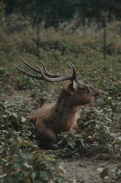 Deer Animal Sitting in Forest