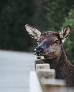 Deer Animal Standing in Fence