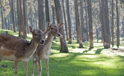 Deer Animal Standing in Forest