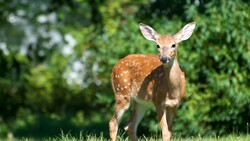 Deer Animal Standing on Grass
