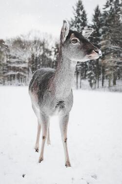 Deer Baby Standing in Snow