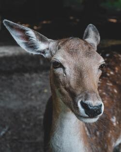 Deer Face Closeup Photo