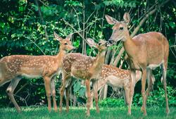 Deer Family Image