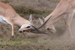 Deer Fighting Wallpaper