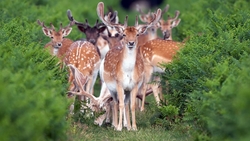 Deer Group in Jungle HD Wallpaper