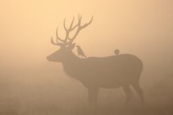Deer in Foggy Weather of Forest Morning