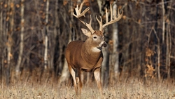 Deer in Forest HD Wallpaper