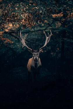 Deer in Forest Mobile Image