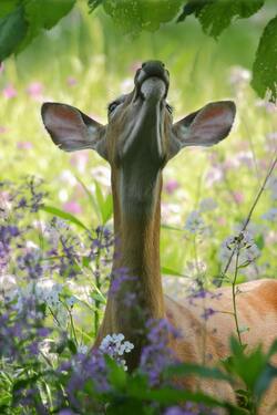 Deer in Forest