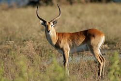 Deer in Wild Life Photo