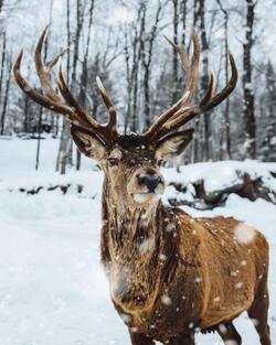 Deer in Winter