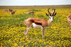 Deer in Yellow Flowers