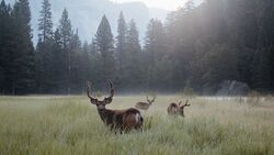 Deer Lawn Forest