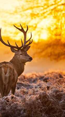 Deer Mobile Wallpaper