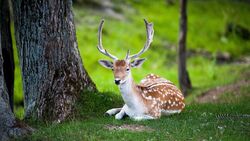 Deer Resting Under Tree
