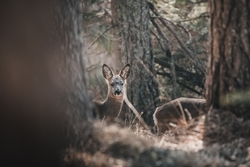 Deer Standing Near Tree