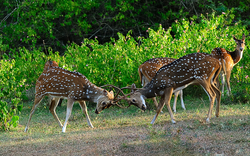 Deers Fighting in Zoo