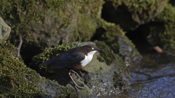 Dippers Bird on Sea Rock