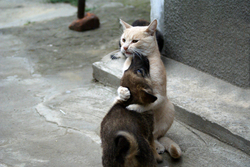 Dog and Cat Friendship Photo