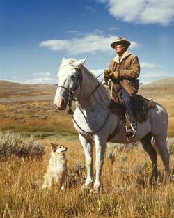 Dog And Horse Photo