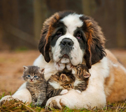 Dog And Small Cats