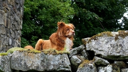 Dog Animal Sitting in Rock HD Wallpaper