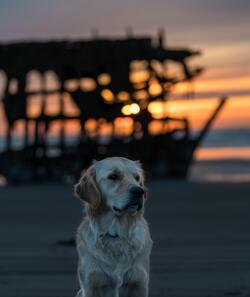 Dog at Alone at Beach