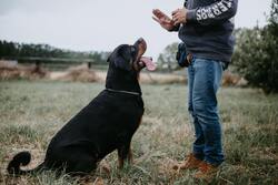 Dog at The Time of His Training