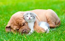 Dog Cat Friendship in Garden