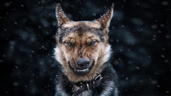 Dog During Snow Fall