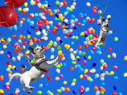 Dog Flying with Balloon