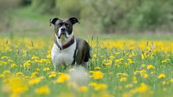 Dog in Flower Field