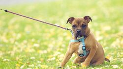 Dog in Garden with Belt