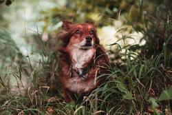 Dog in Garden