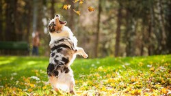 Dog Jumping For Autumn Leave