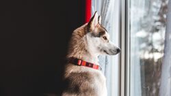 Dog Looking at Windows